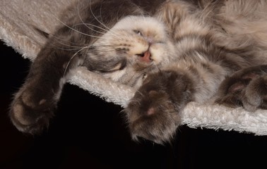 Dösende Main-Coon-Katze 