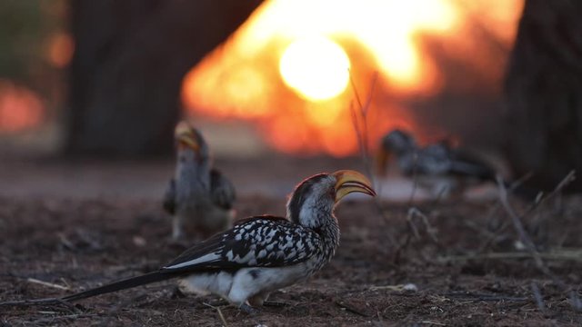 Yellow billed hornbill during sunset in Kalahari Botswana