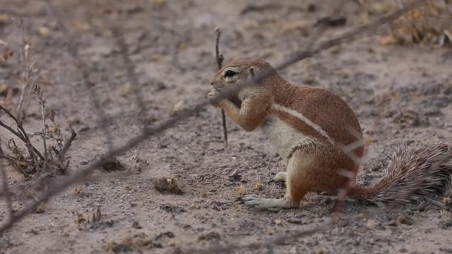 African Ground Squirrel feeding in Kalahari Botswana