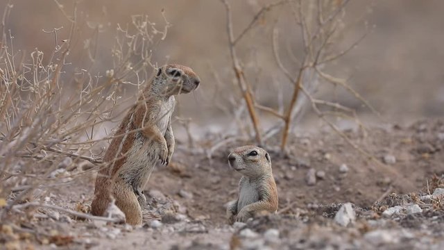 African Ground Squirrel feeding in Kalahari Botswana