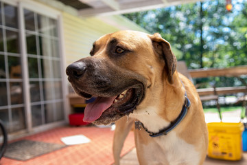 Mastiff dog, portrait, playing on the back porch on a sunny day