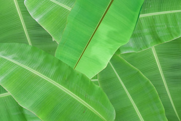 Background of fresh green banana leaf texture.