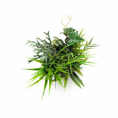 Small decorative plant in round pot on white