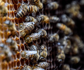 Honey bees on the home apiary