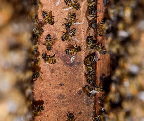 A beehive, a view from the inside. The bee-hut. Honey bee. Entrance to the hive.