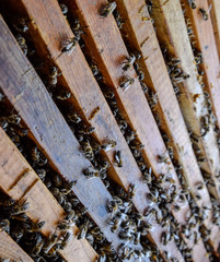 Open bee hive. Plank with honeycomb in the hive. The bees crawl along the hive. Honey bee.