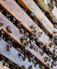 Open bee hive. Plank with honeycomb in the hive. The bees crawl along the hive. Honey bee.