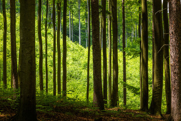 Beech forest in summer day