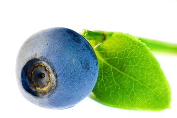 Fresh raw organic blueberries with leaf on white background.