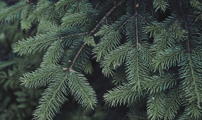 Texture of green pine tree.