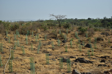 Growing trees protected in a field with one circular fencing each