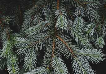 Naklejka na ściany i meble Texture of green pine tree.