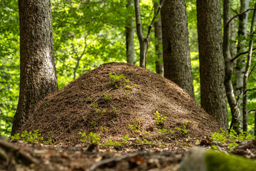 Ameisenhaufen im Wald © Dietmar Schäfer