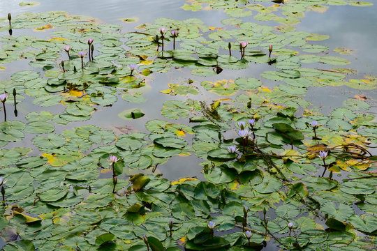 Nenúfar Con Flores Violetas Encima De Hojas Verdes