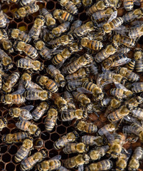 Honey bees on the home apiary