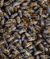 A dense cluster of swarms of bees in the nest. Working bees, drones and uterus in a swarm of bees. Honey bee. Accumulation of insects.