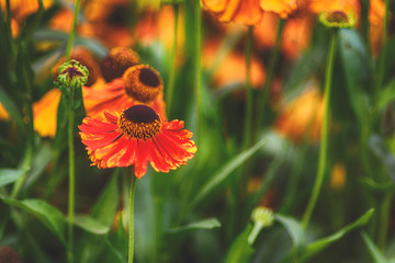 Sonnenbraut - Helenium, Blumenwiese, Landschaft im Sommer, Sommerblumen