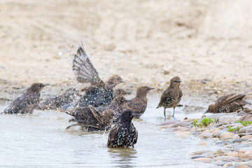 Starlings in the water - summer refreshing