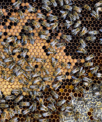 Honey bees on the home apiary