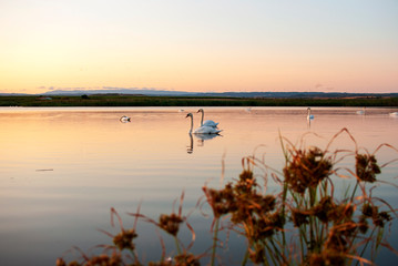 sunset on lake. Gang, group of swans on a lake at sunrise. Utxesa lake