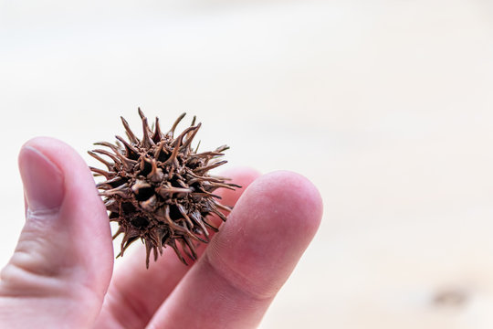 Europ&auml;ische M&auml;nnerhand h&auml;lt stachelige Samenkapsel eines angophora costata f&uuml;r den Sachunterricht und Naturkunde f&uuml;r Kinder in der Schule