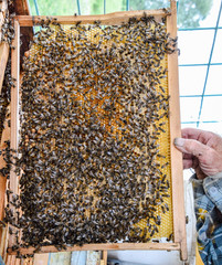 An elderly beekeeper is holding bees' honeycomb with bees in his hand. Honey bee. apiary.