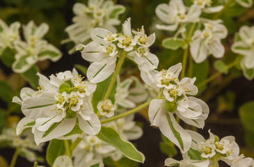 Obraz premium Euphorbia marginata