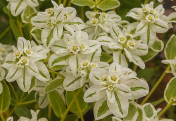 Euphorbia marginata