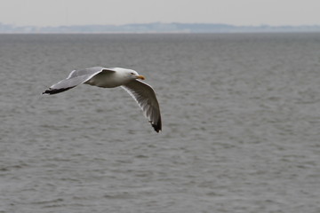 Möve über der Nordsee 