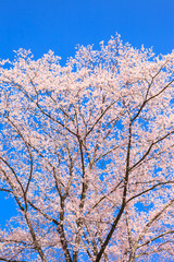 Cherry blossom with blue sky in Japan