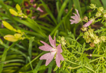 Blooming Lavatera thuringiaca