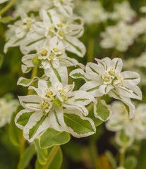 Euphorbia marginata