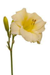 Naklejka premium Hemerocallis Longfields Pearl isolated on white background