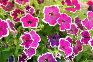 Fototapeta premium Петуния