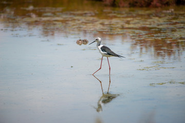 Black-winged Stilt in wetland with reflection