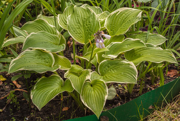 Hosta Fragrant Bouqet with lavender flowers with a leaf border of a creamy yellow color