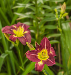 Blooming Daylily &laquo;Night Beacon&raquo;    in the summer garden.