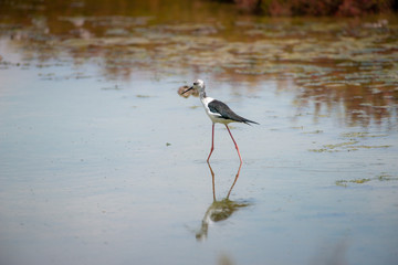 Black-winged Stilt in wetland with reflection