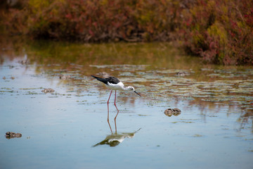 Black-winged Stilt in wetland with reflection