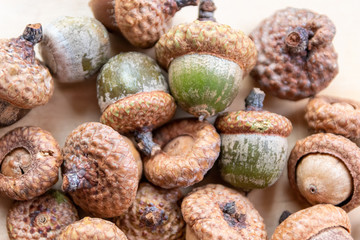 Viele im Herbst gesammelte Eicheln (Nuss des Eichenbaums) mit Fruchtbecher / Capula liegen auf einer Holzplatte bereit zum Basteln mit Kindern für Weihnachten oder die dunklere Jahreszeit