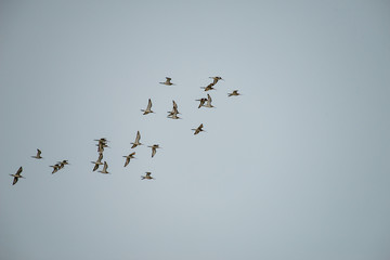  group of flying migrating shore birds in thailand