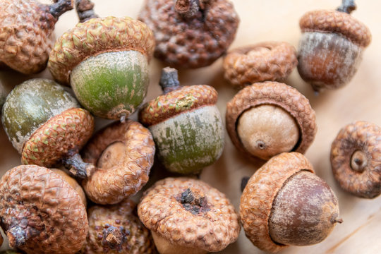 Viele im Herbst gesammelte Eicheln (Nuss des Eichenbaums) mit Fruchtbecher / Capula liegen auf einer Holzplatte bereit zum Basteln mit Kindern f&uuml;r Weihnachten oder die dunklere Jahreszeit