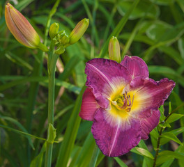 Blooming Daylily  of flower beds