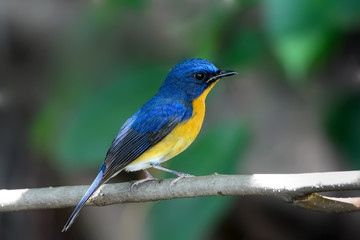 hill blue flycatcher