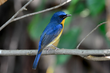 hill blue flycatcher