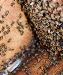 A beehive, a view from the inside. The bee-hut. Honey bee. Entrance to the hive.