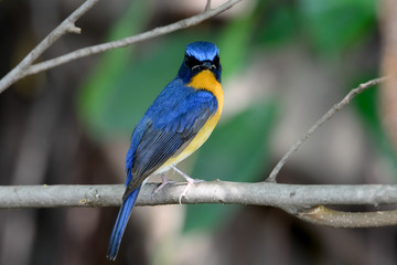 hill blue flycatcher