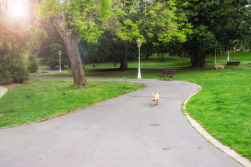 Sunlight in the green city park. Spring time nature park landscape