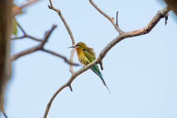 blue tailed bee eater bird