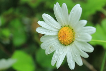 marguerite